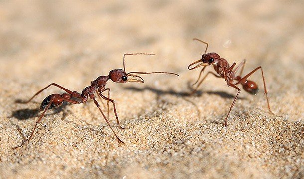 муравьиный экстракт