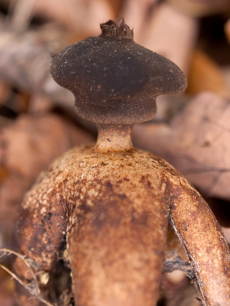 Самые необычные грибы мира