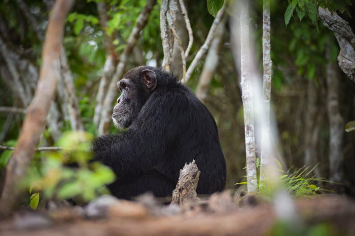 Самый одинокий самец шимпанзе