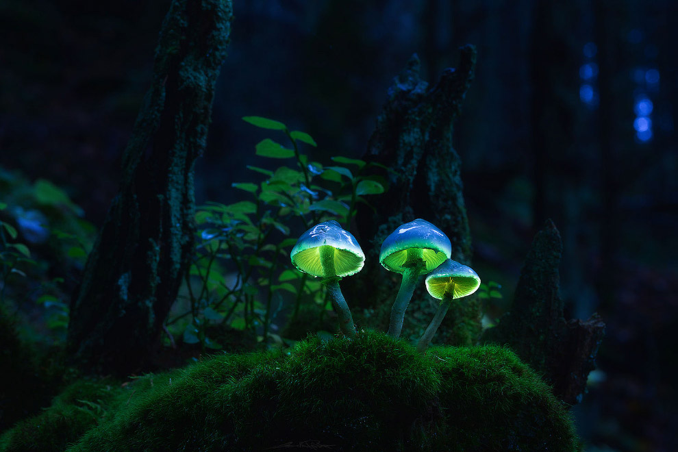 Светящиеся грибы от Мартина Пфистера
