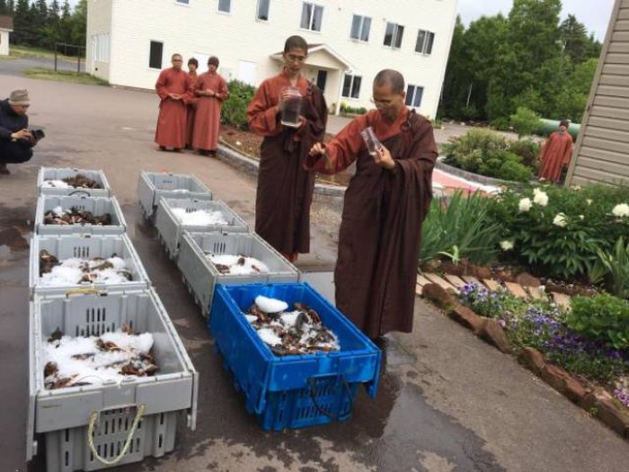 Буддийские монахи выпустили сотни лобстеров обратно в океан
