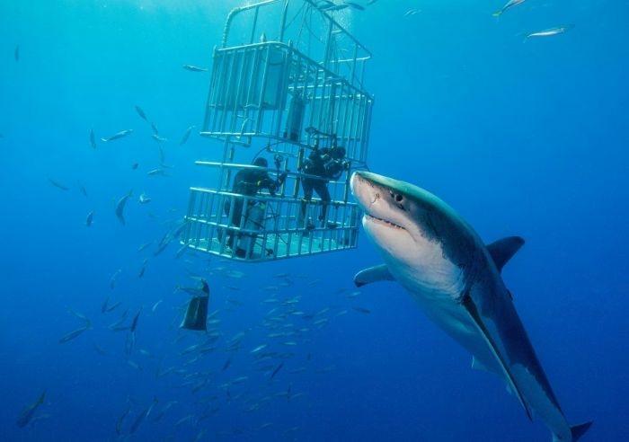 Гигантская белая акула замечена в Карибском море