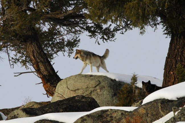 Как волки восстановили экосистему Йеллоустонского парка