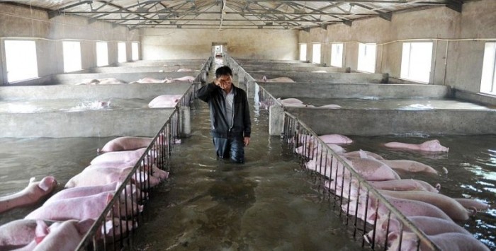 Слезы фермера, который был вынужден оставить умирать 6000 своих свиней из-за наводнения
