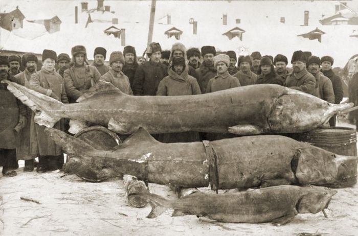 Старые фото русских рыбаков и их улова