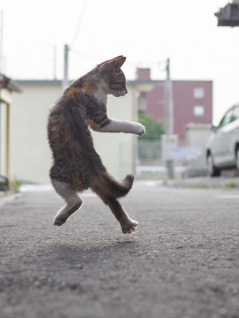 Уличные коты осваивают искусство кунг-фу