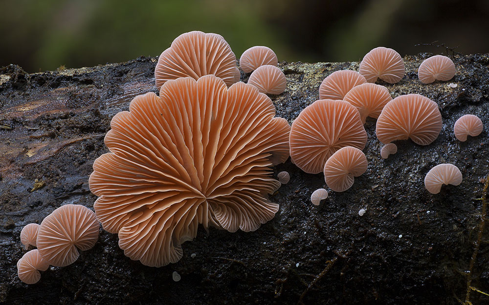 Необычные и странные грибы от австралийского фотографа Стива Эксфорда