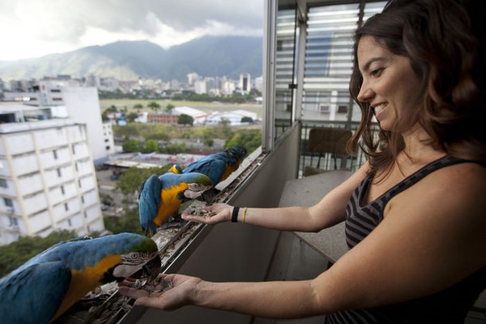 Обычные городские птицы Венесуэлы