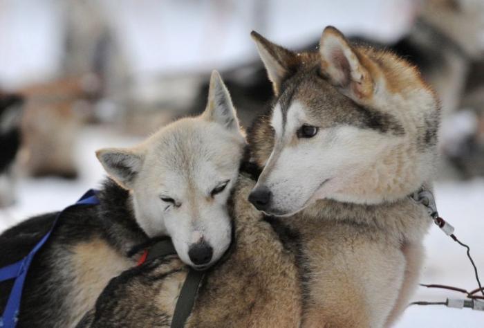 Сибирский хаски — самая добрая из северных ездовых собак