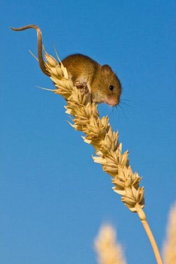 Фото из жизни мышей