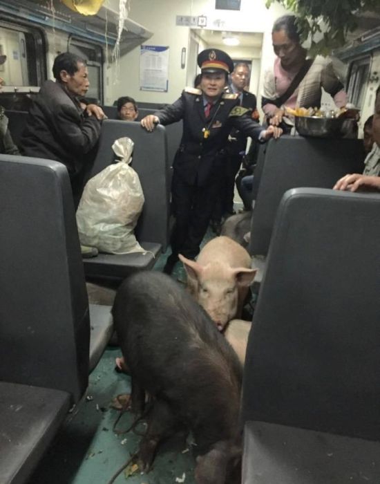 Китайский фермер вместе со своими свиньями путешествует на поезде
