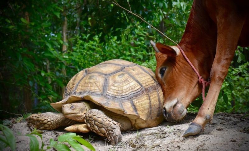 Лучшие друзья: гигантская черепаха и теленок, потерявший лапу