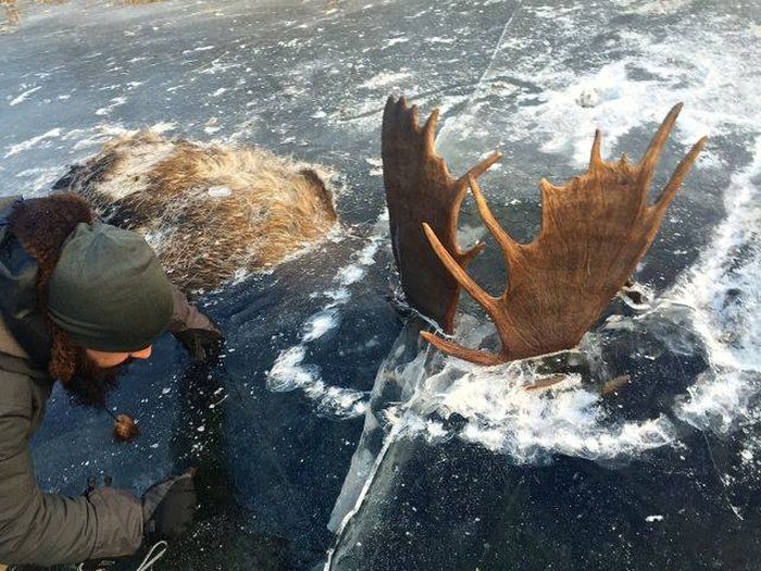 Сцепившиеся рогами лоси вмерзли в лед реки