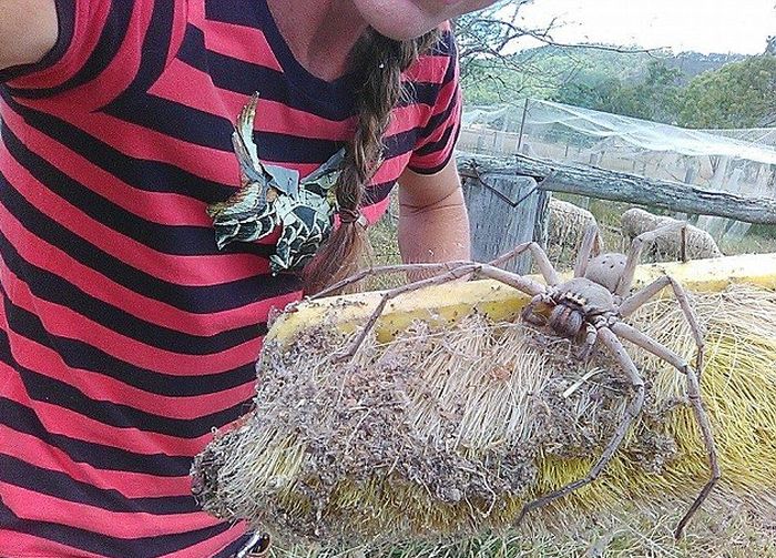 Жительница Австралии сфотографировала самого большого паука в мире