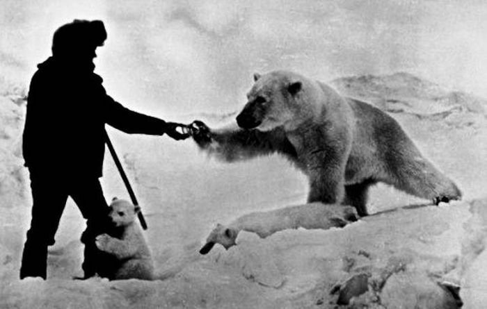 Бесстрашный полярник подкармливает белых медведей