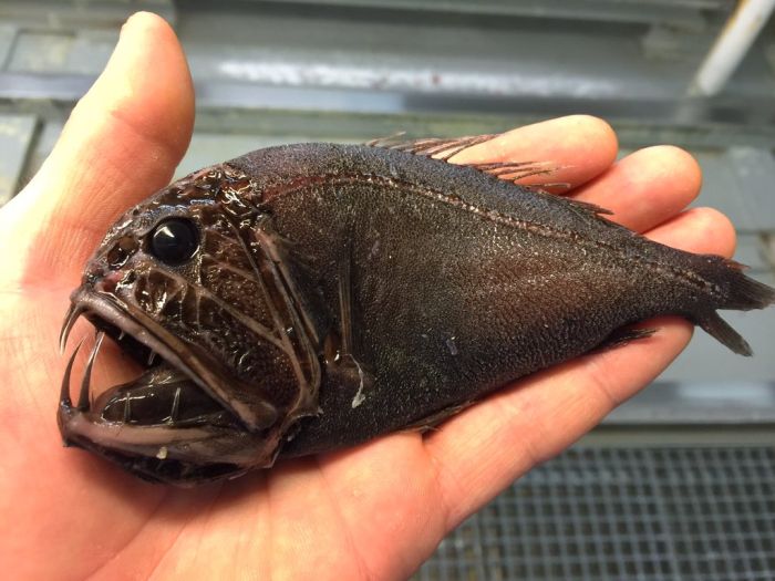 Фотографии редких глубоководных рыб от мурманского моряка