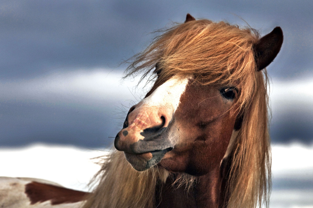 Красота диких лошадей Исландии