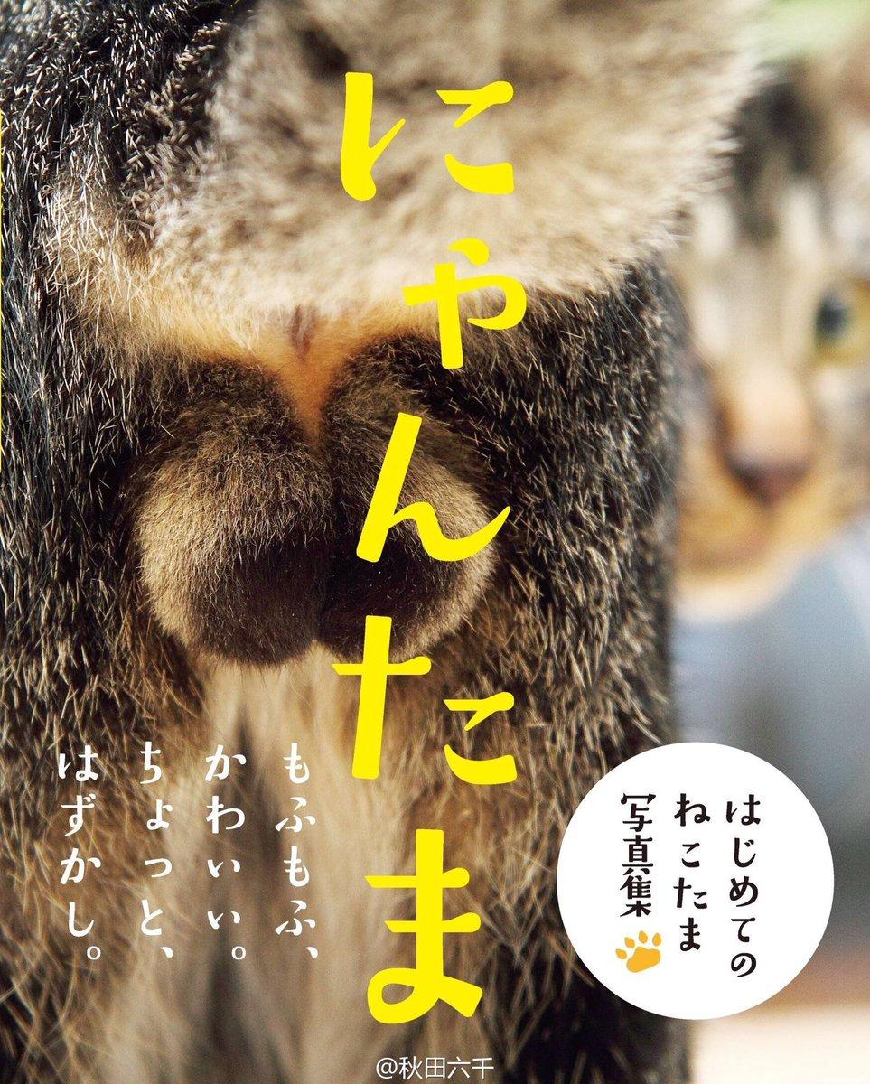 Пушистые шары — книга снимков яичек котов
