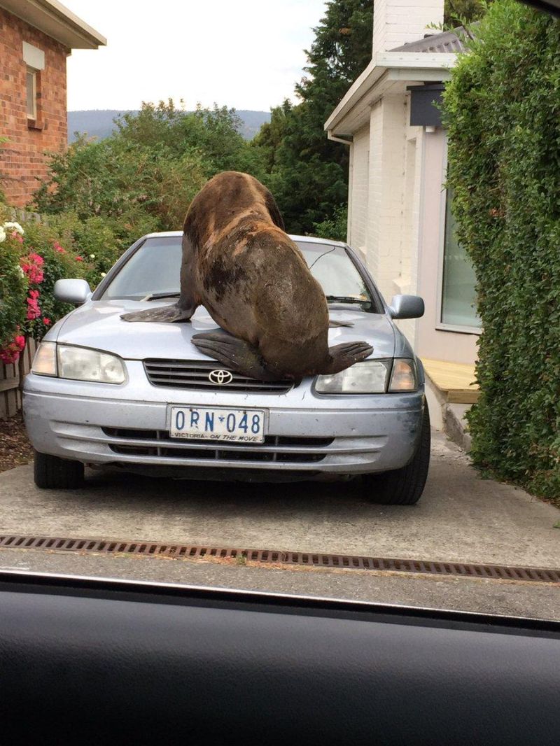Тюлень прилег на автомобиль в Австралии