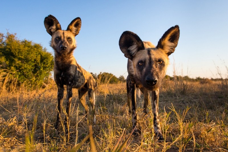 10 самых удивительных животных Африки