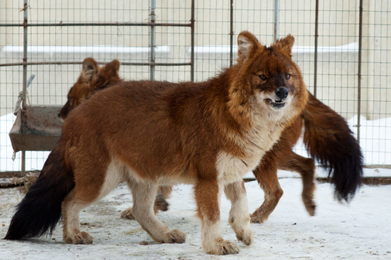 10 удивительных животных, которые обитают в России