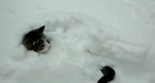 Кошки и снег в гифках
