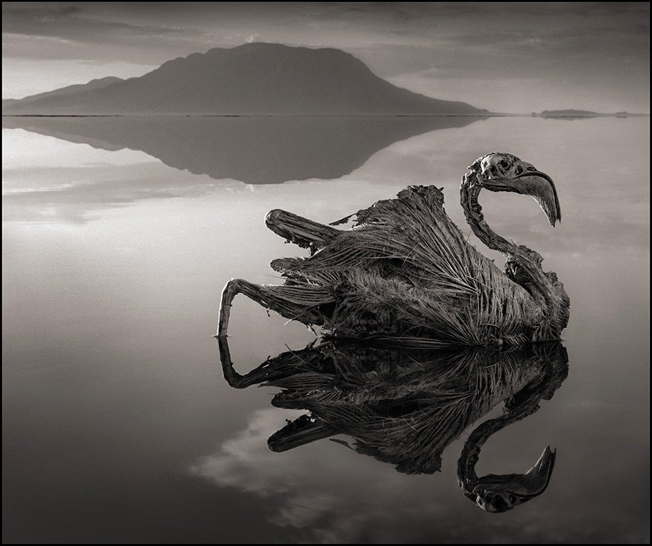 Смертоносное озеро превращает животных в камни