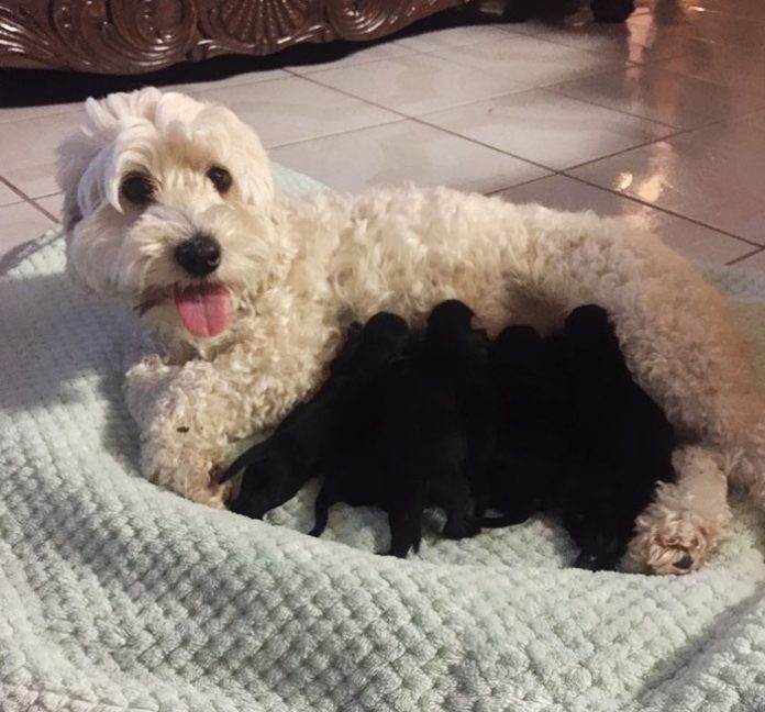 У двух белых собак родились абсолютно черные щенки
