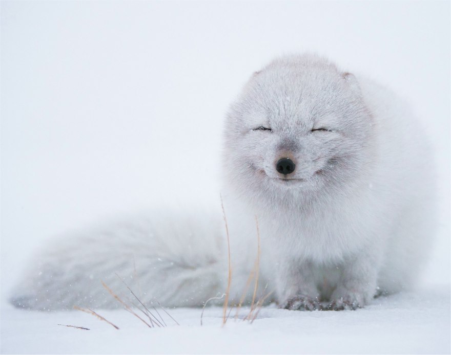 Зимние фотографии невероятно милых лис