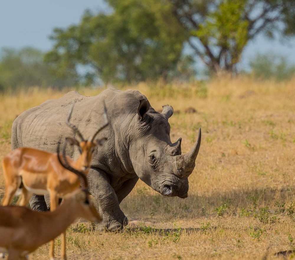 Африканские животные в объективе Правира Пателя