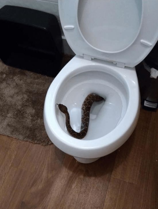 Житель Техаса обнаружил в своем доме змеиное логово