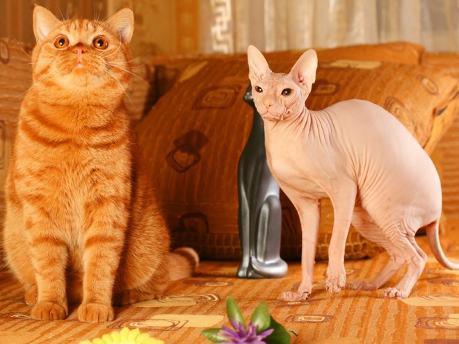 Редкие и необычные породы кошек