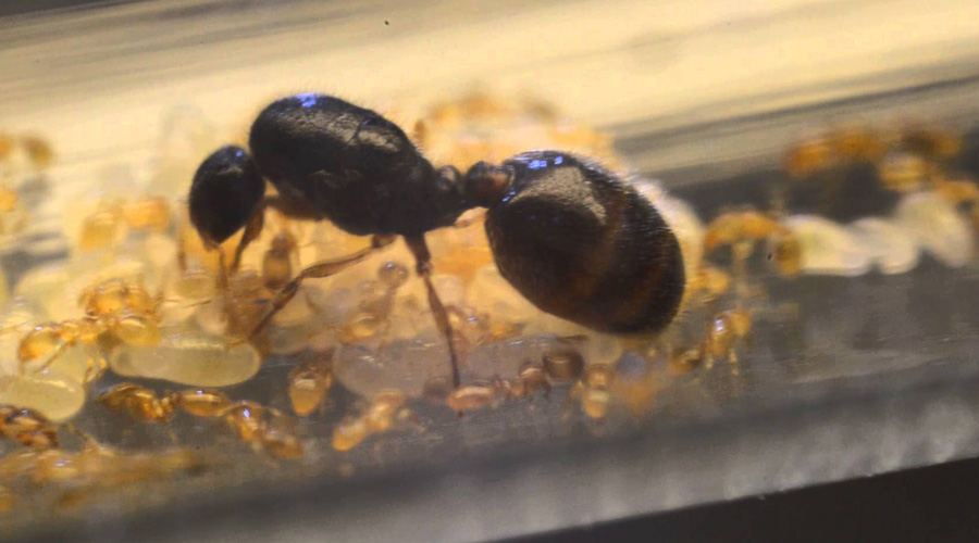 Самые странные виды муравьев, существующих в мире