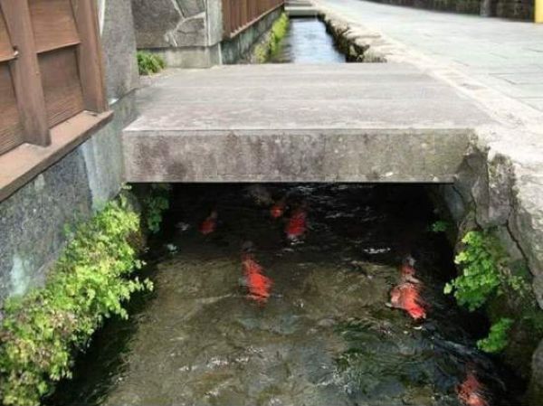 Японские сточные каналы настолько чисты, что в них обитают рыбы