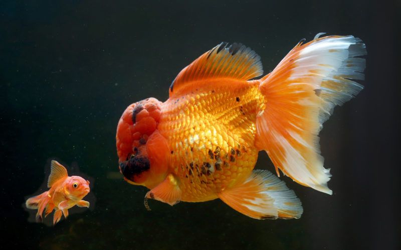 Золотая рыбка-монстр