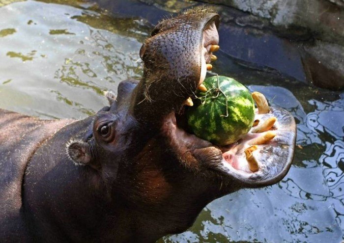 20 забавных животных, которые просто обожают арбузы
