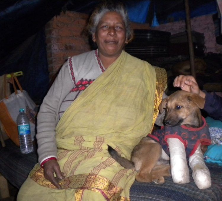 Индийская старушка приютила четыре сотни собак