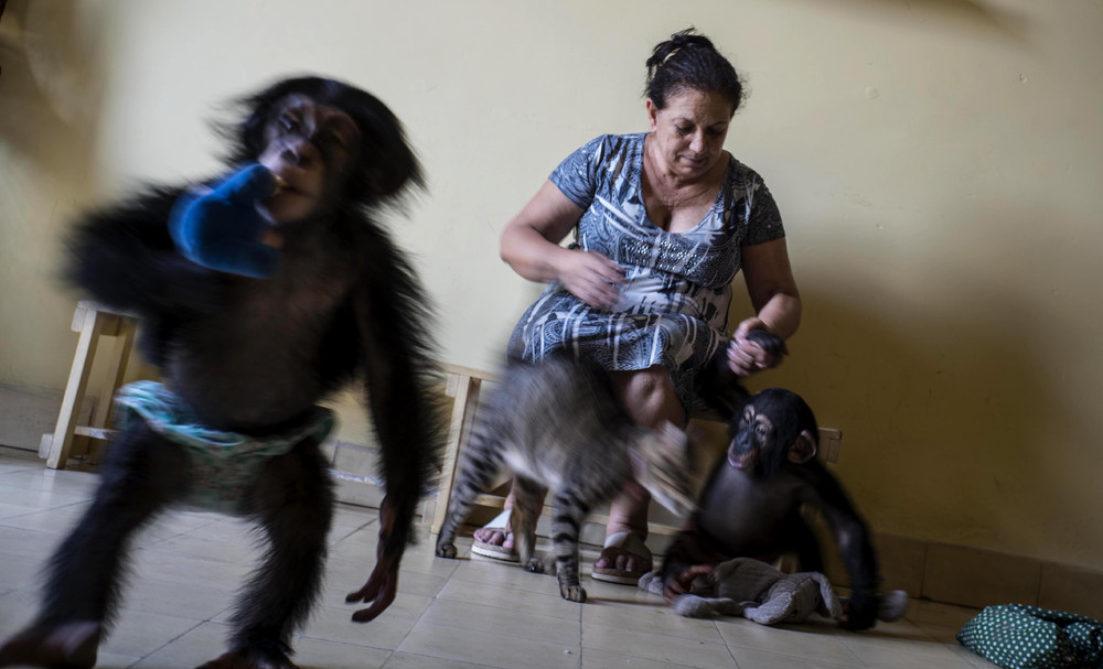 Кубинский зоолог выхаживает 10 маленьких шимпанзе в своей квартире