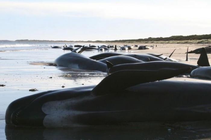 Почему киты и дельфины выбрасываются на берег
