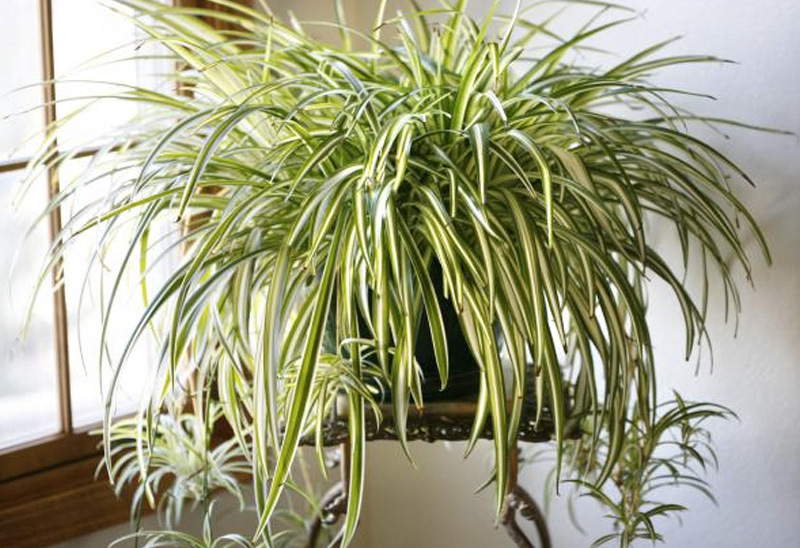 Полезные комнатные растения-воздухоочистители