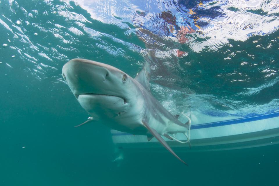 Тысячи акул мигрируют вдоль побережья Флориды