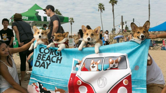 В Калифорнии прошел пляжный день корги 2017