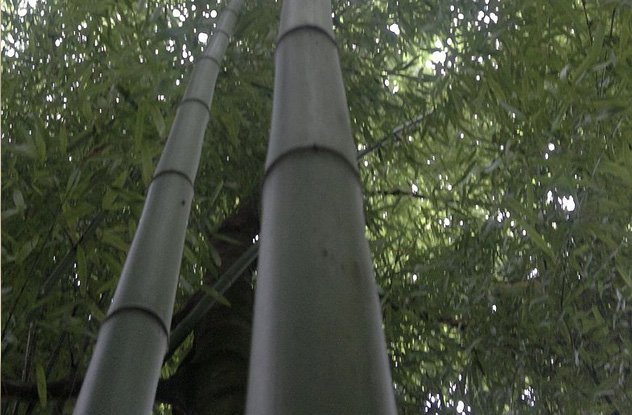 10 удивительных фактов про бамбук