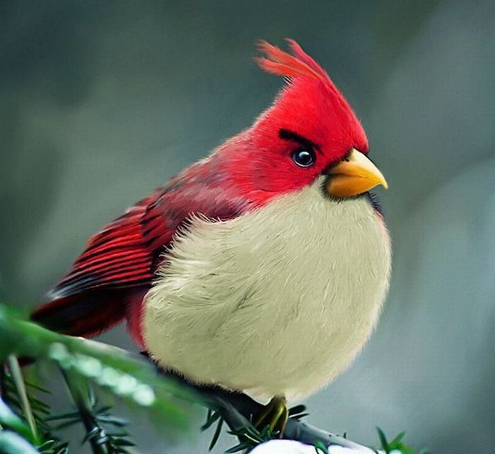 Angry Birds в реальности
