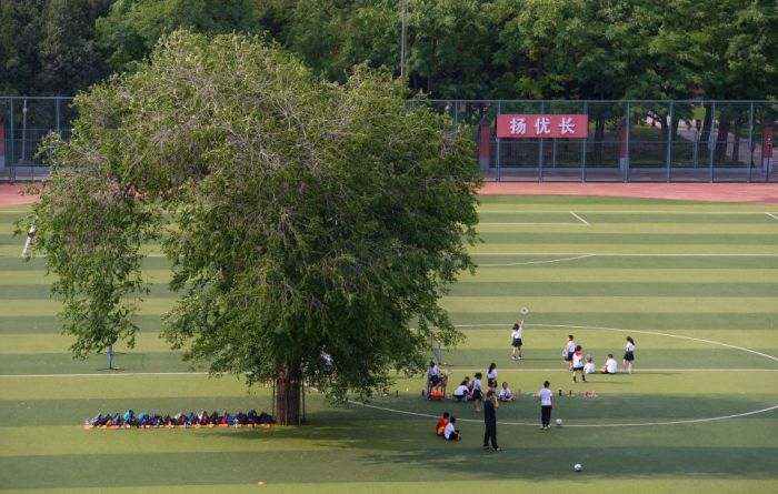 Дерево посреди школьного стадиона