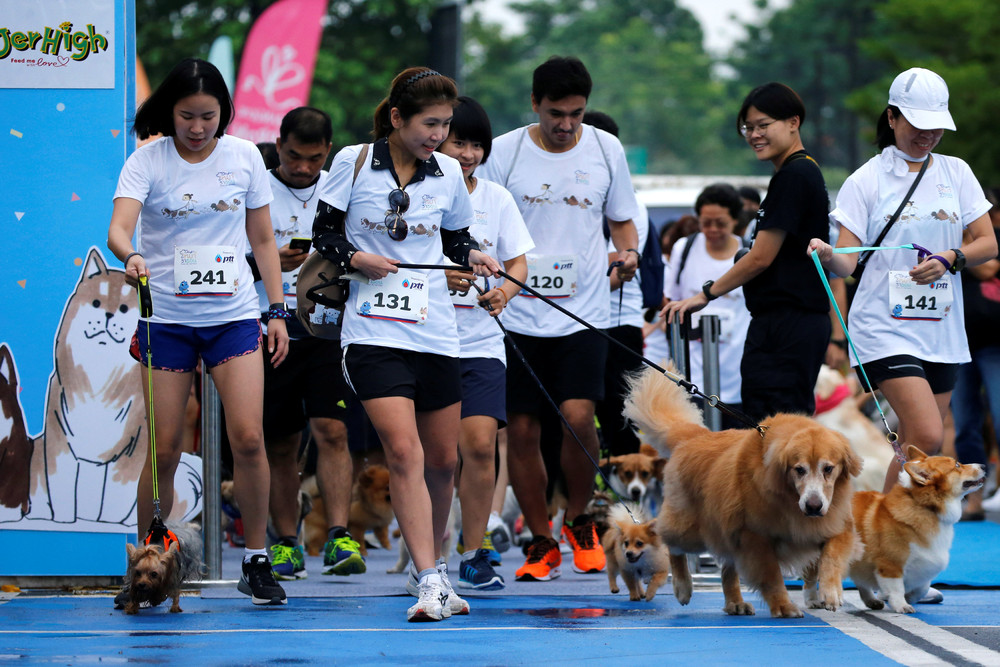 Мини-марафон для собак в Бангкоке