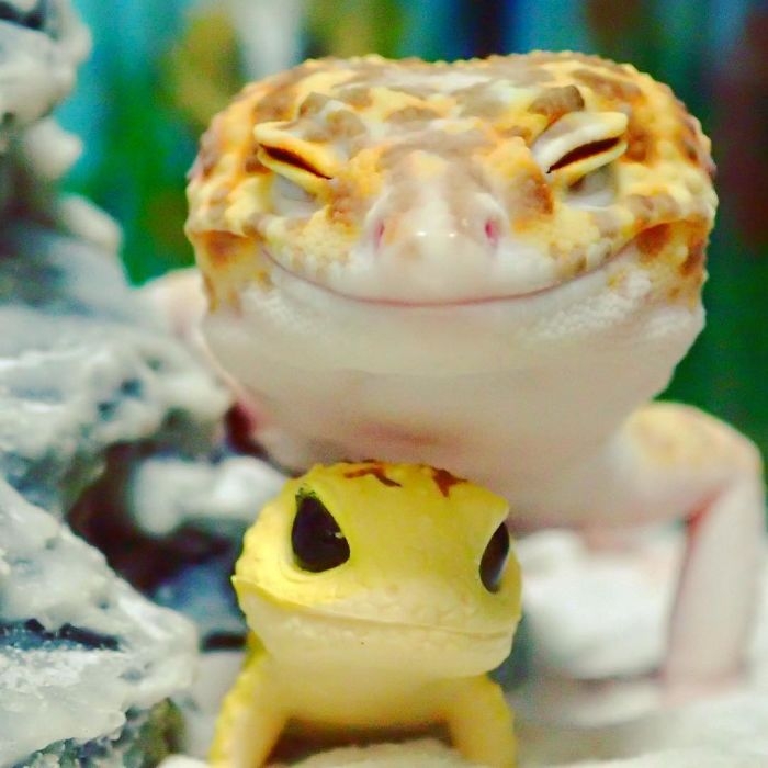Позитивный геккон не может перестать довольно улыбаться