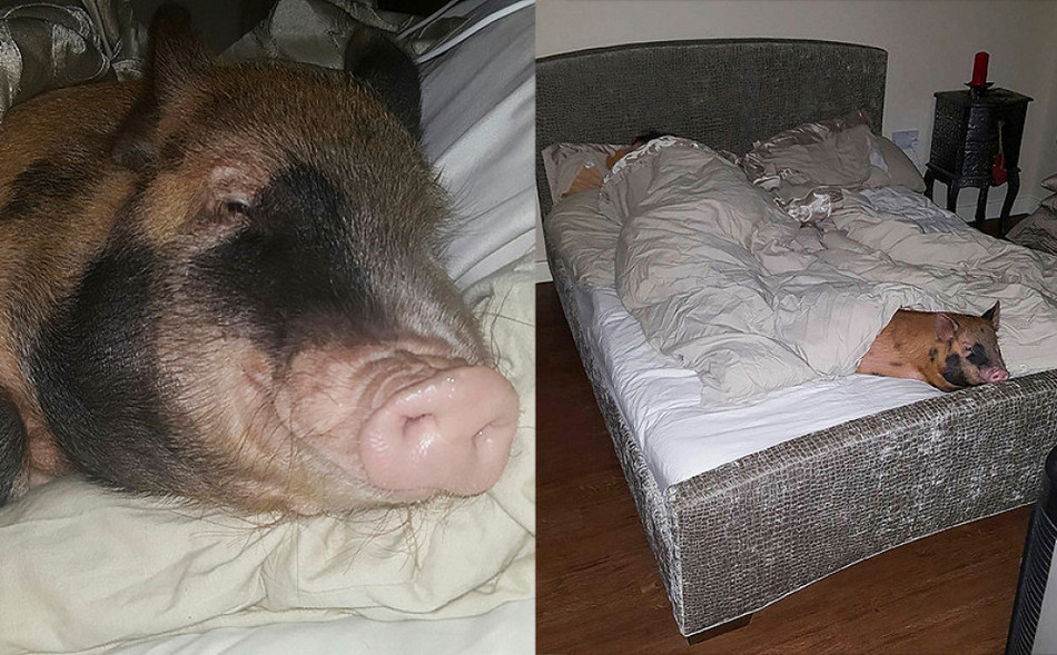 Семья делит постель со свиньей и скунсом