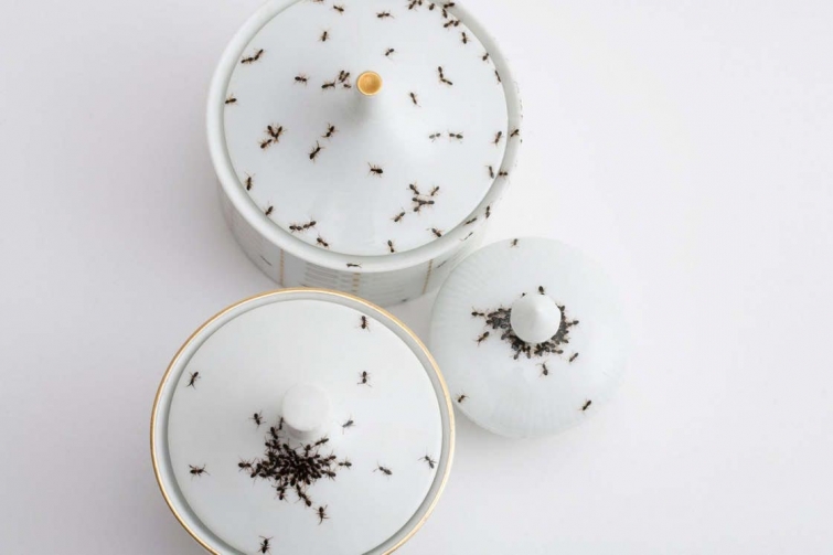 Художница создала посуду с реалистичными муравьями