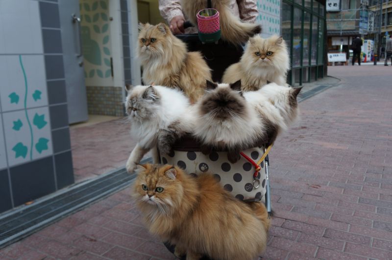 Японец разгуливает по улицам с полной коляской котов
